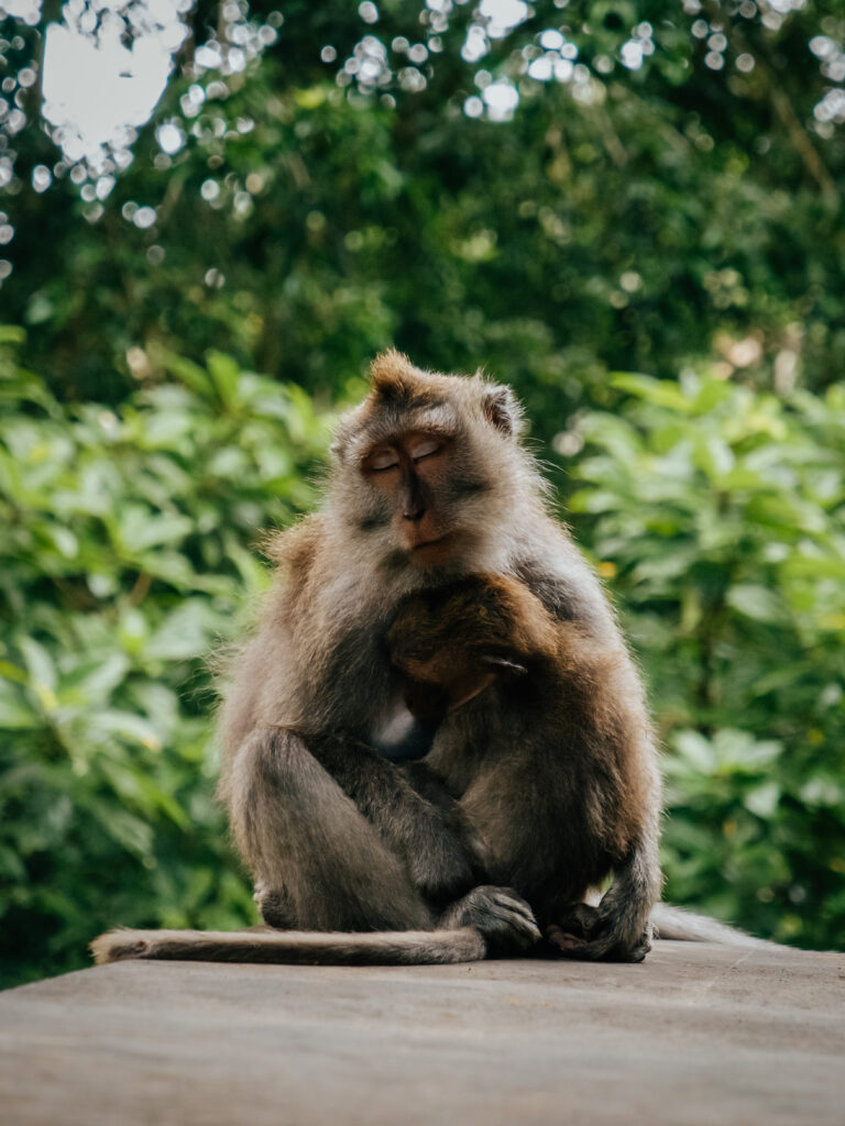 Affen in Bali