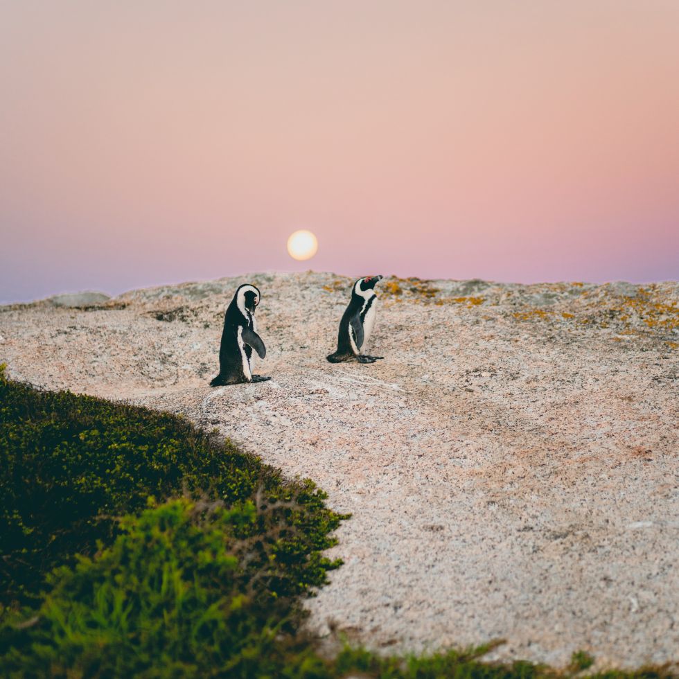 Pinguine spazieren im Sonnenuntergang