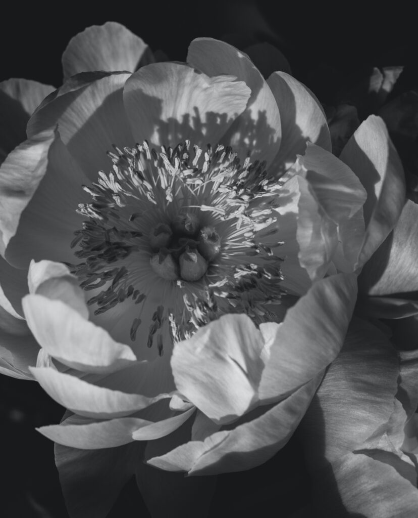 sensibel, Blume, schwarz-weiß