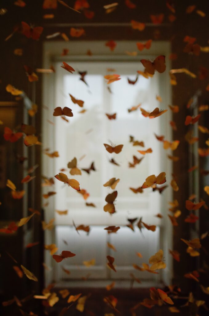 Schmetterlinge, Fenster, orange, ästhetisch