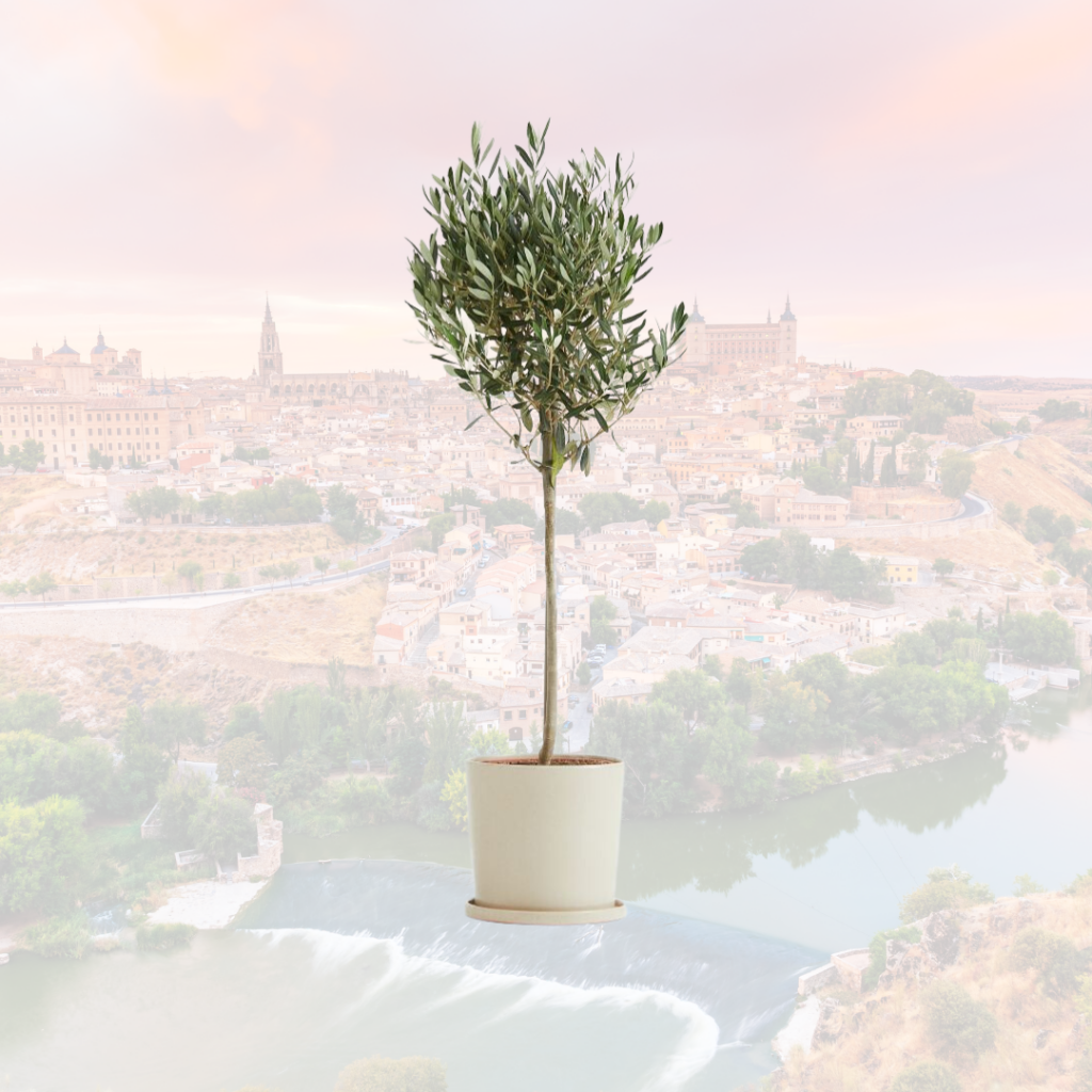toskanisch, Olivenbaum von H&M Home