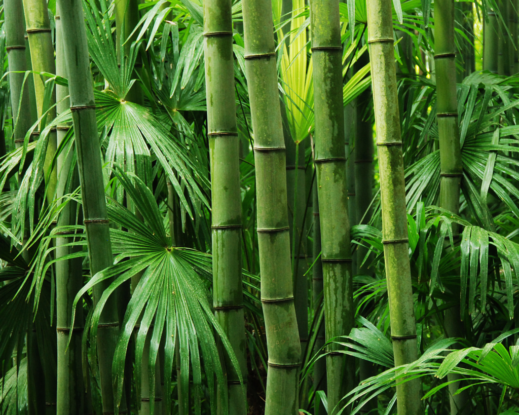 Bambus, Pflege, Sommer, Tirolerin