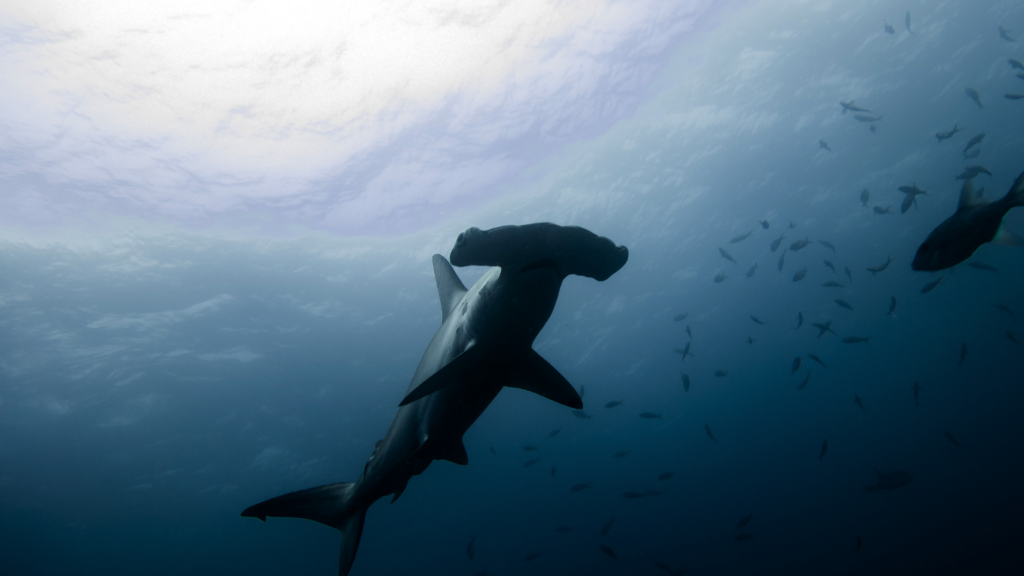 Mystische Stimmung: Hammerhai schwimmt rund um Cocos Island umher.