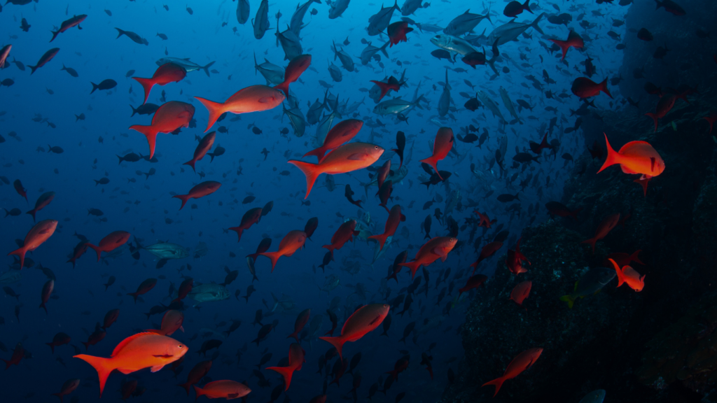 Bunte Unterwasservielfalt rund um die tropische Insel "Isla del Coco" in Costa Rica.