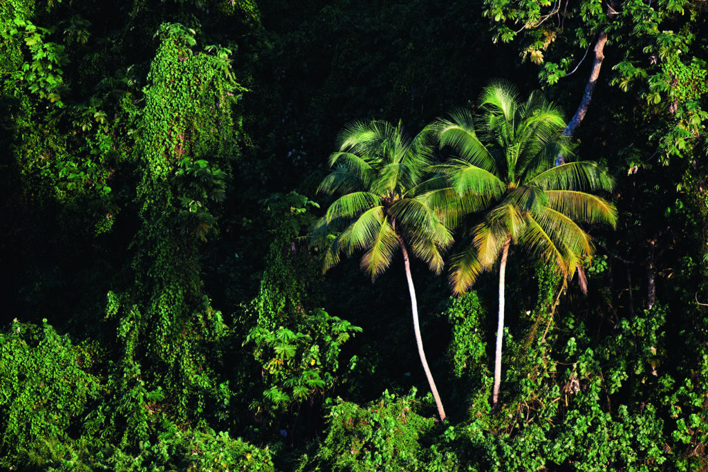 Coco Island im pazifischen Ozean unberührte Natur und Wasserflle in allen Größen.