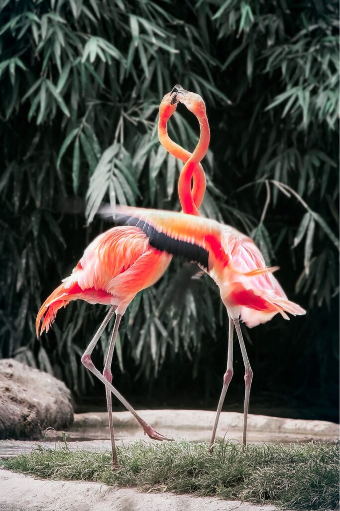 Symbolbild: Kuschelnde Flamingos