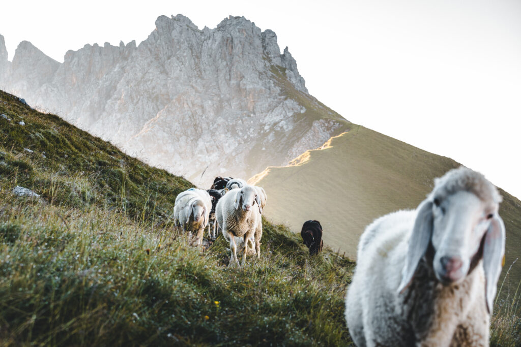 Schafe auf dem Weg auf die Gehrenspitze - Leutasch