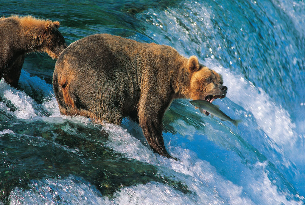 Alaska Wild Salmon, Braunbär