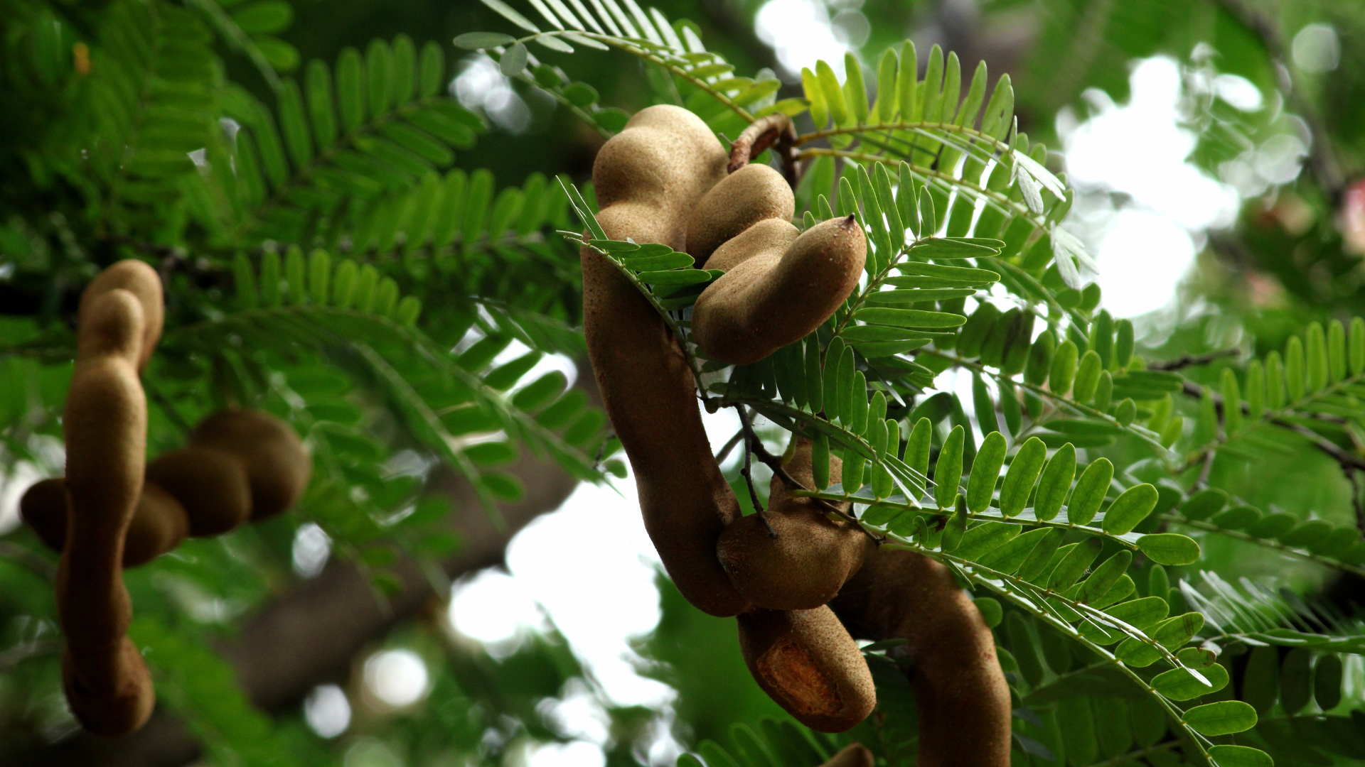 Tamarinde in der Natur