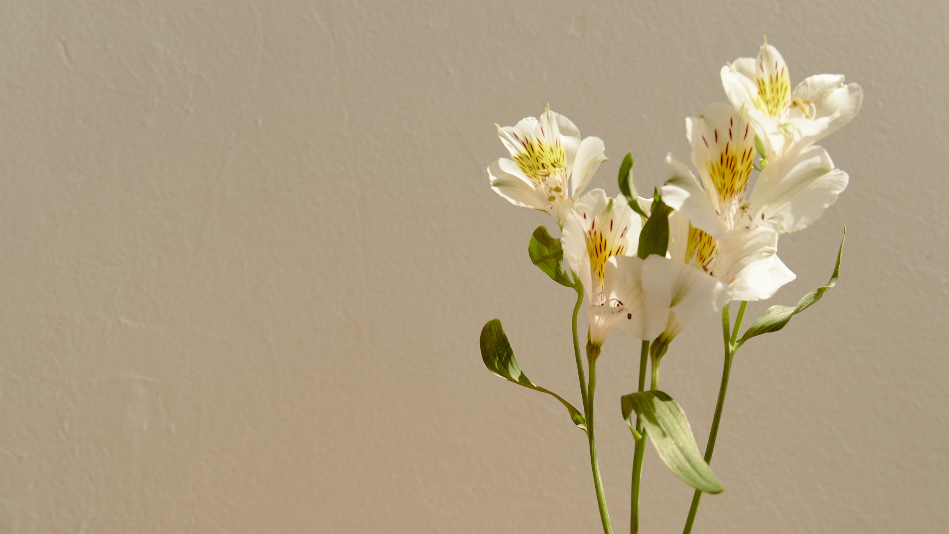 aesthetic flowers with beige background