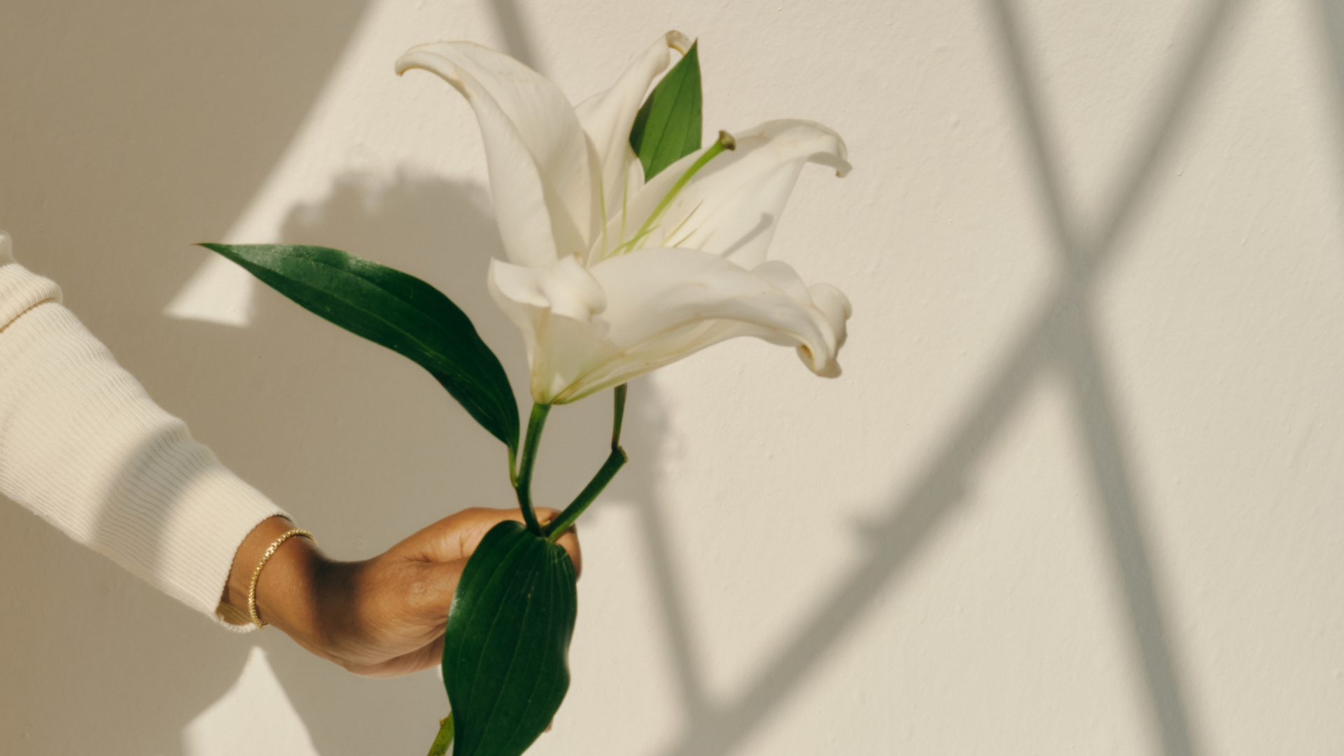 große Lilie mit minimalistischen Hintergrund, weiß, Schatten