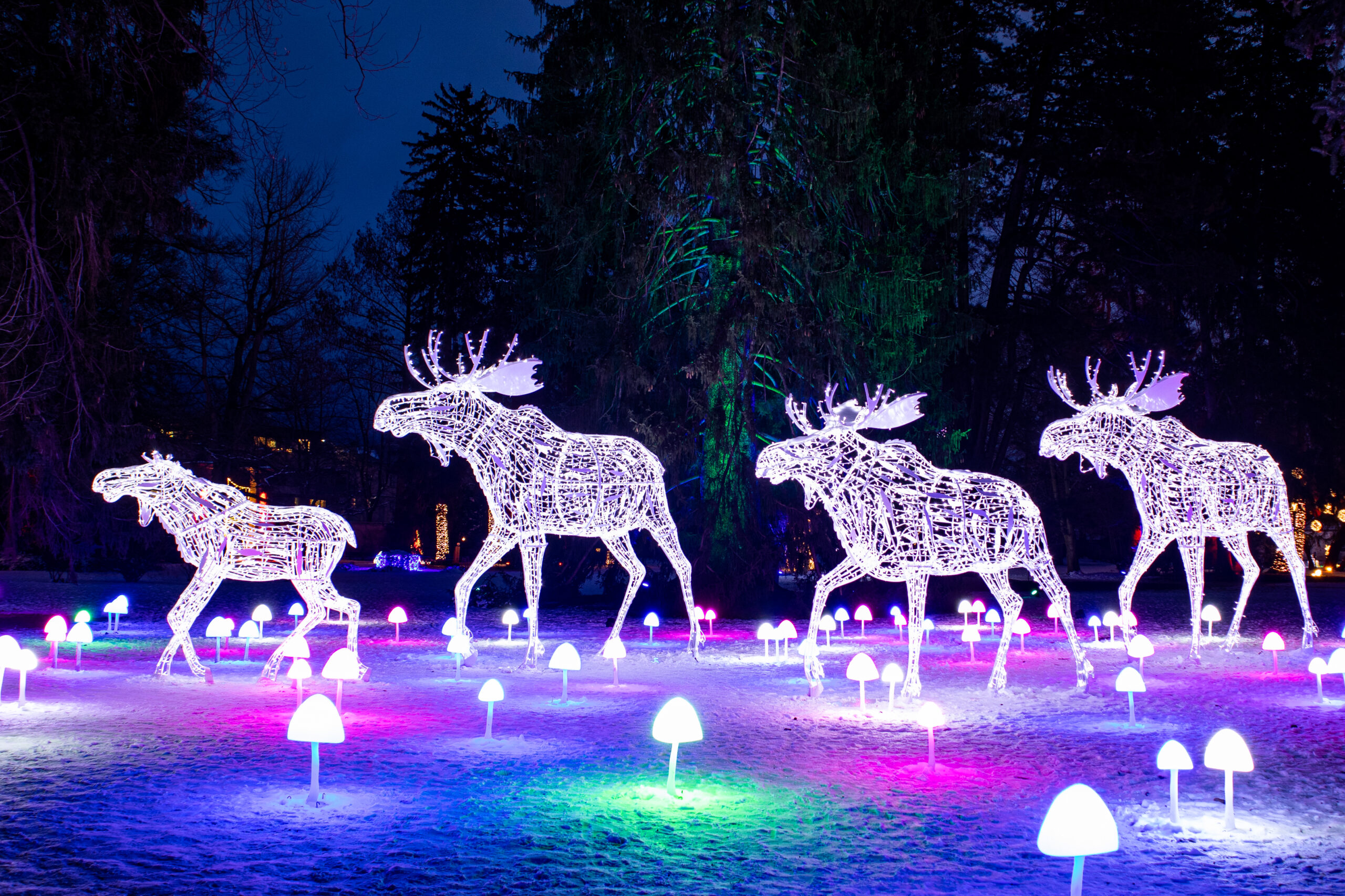 Lumagica Innsbruck 2025, alle Infos, Foto mit LED-Rentieren