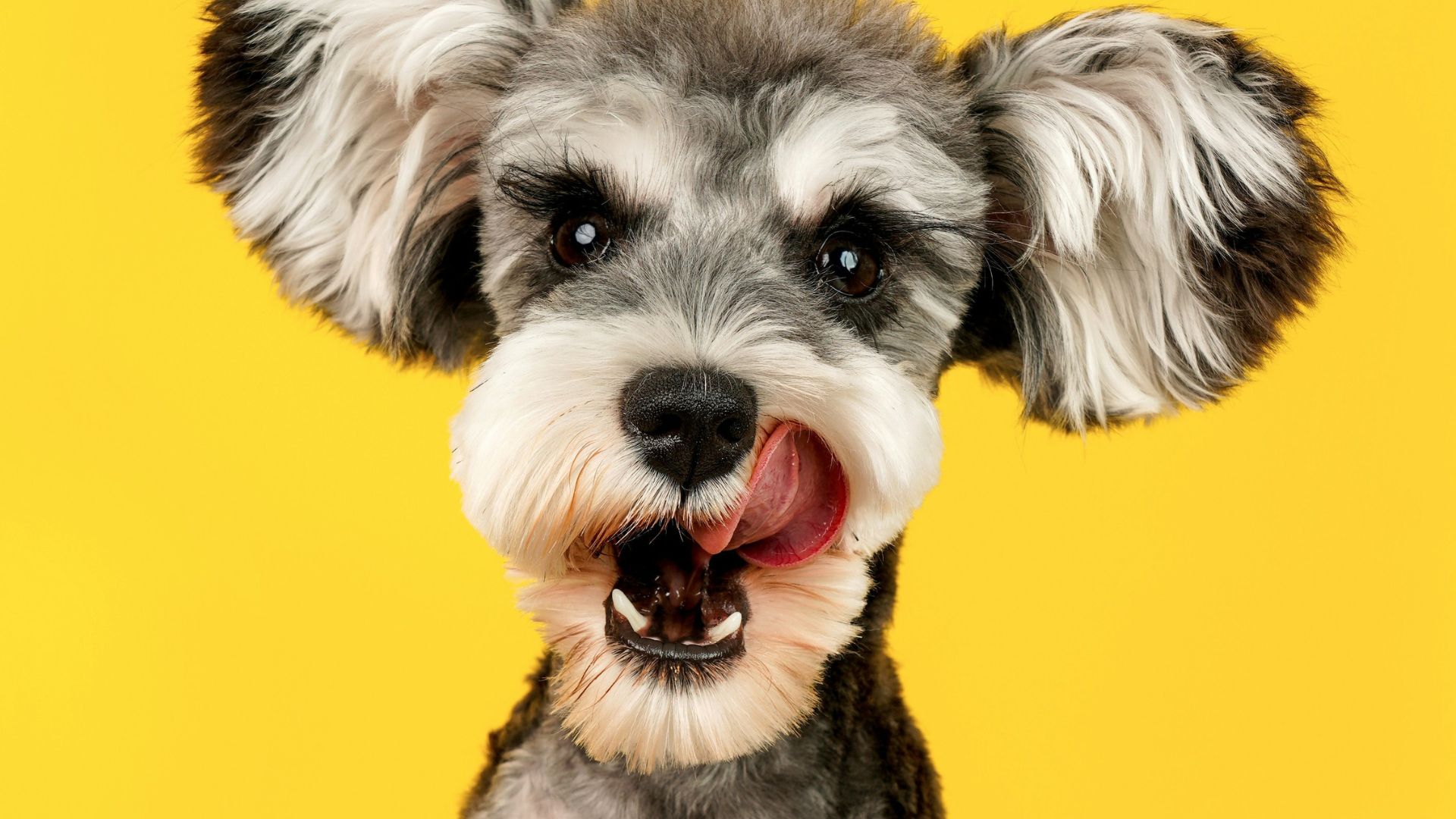 Hund auf gelbem Hintergrund