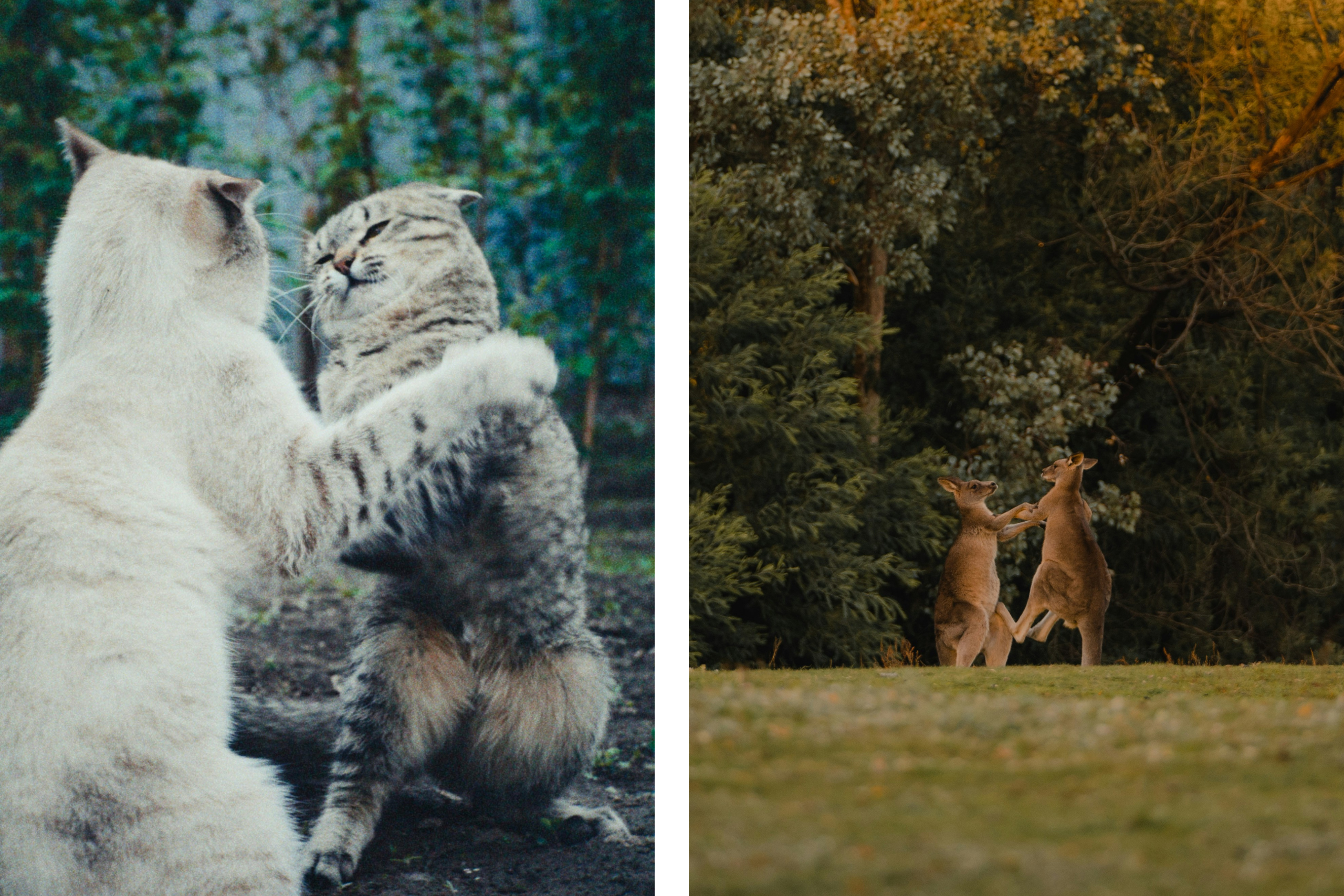 Thema Streiten, Symbolbilder, Katzen und Kangoroos beim Kämpfen