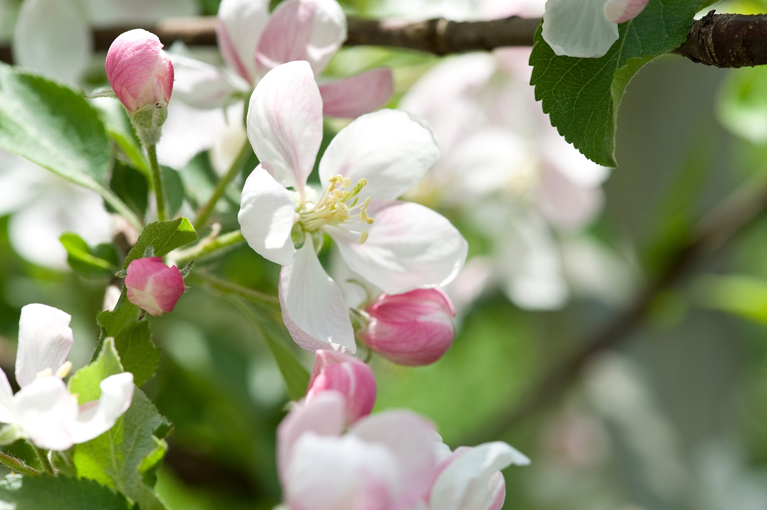Apfelblüte in Südtirol