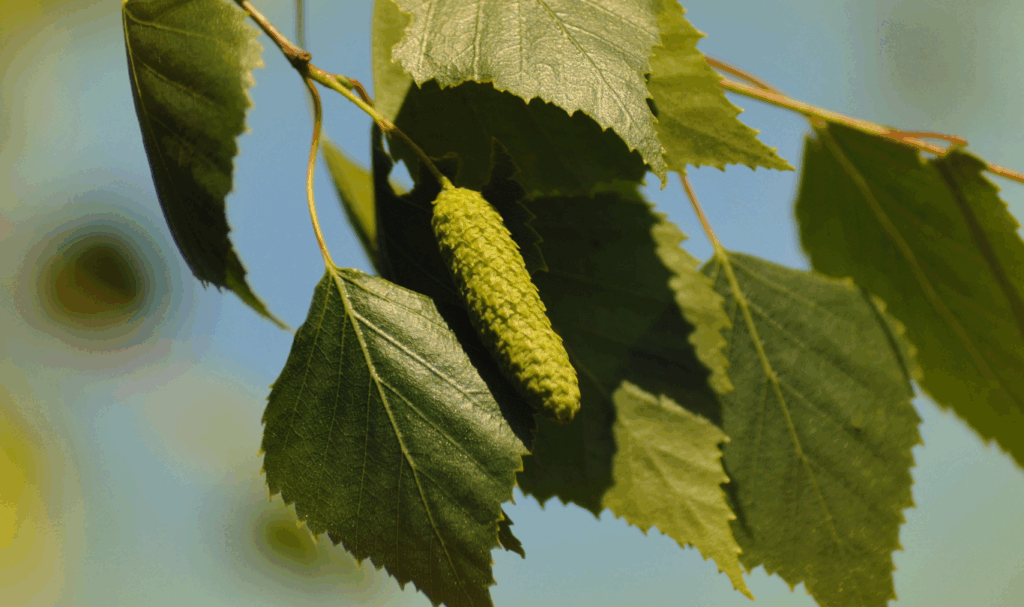 Ein Baum im Dienste der Schönheit Birke