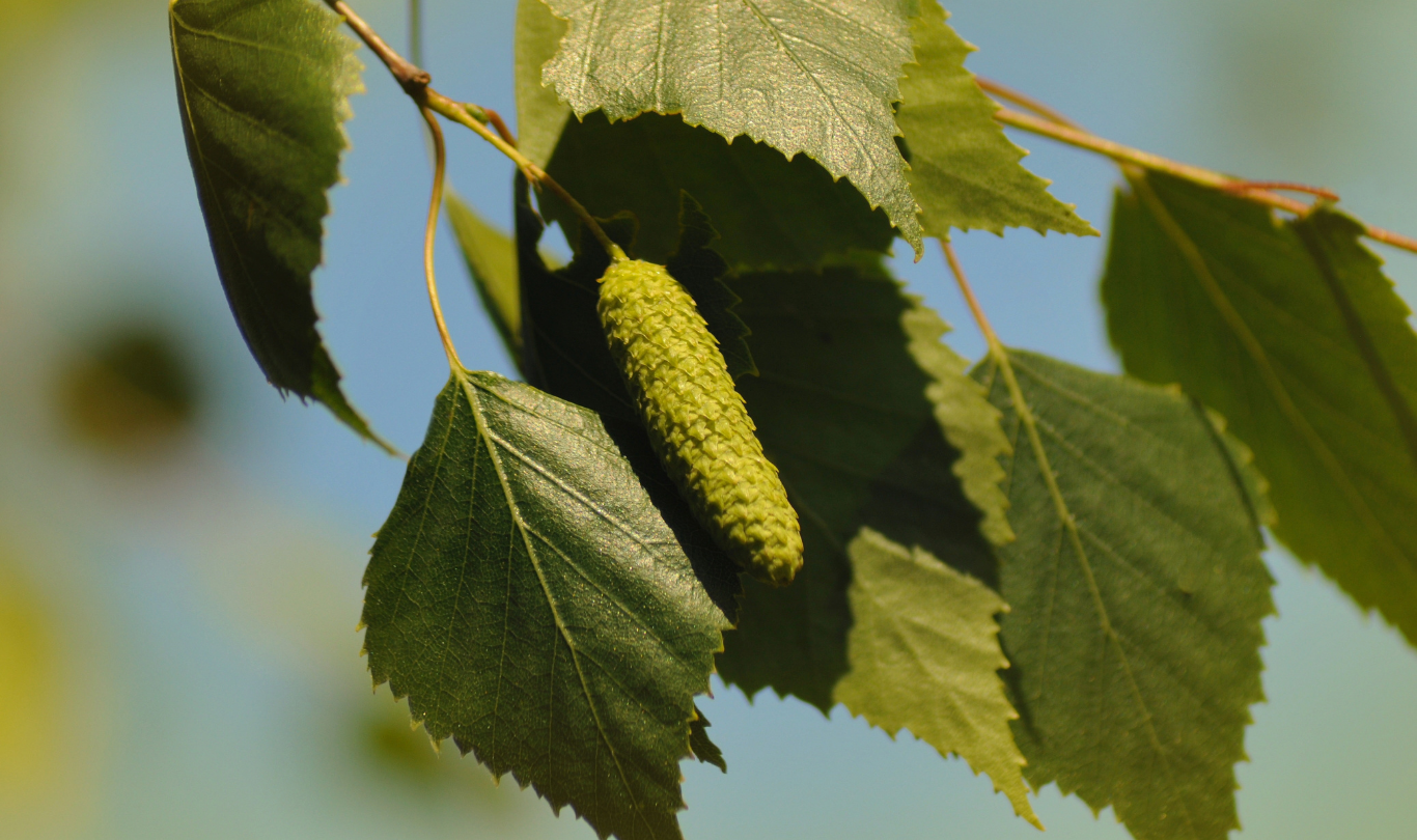 Ein Baum im Dienste der Schönheit Birke